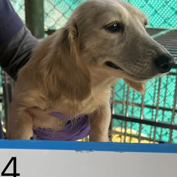 【待認養】混種犬 狗 (男生) - 臺南市動物之家善化站