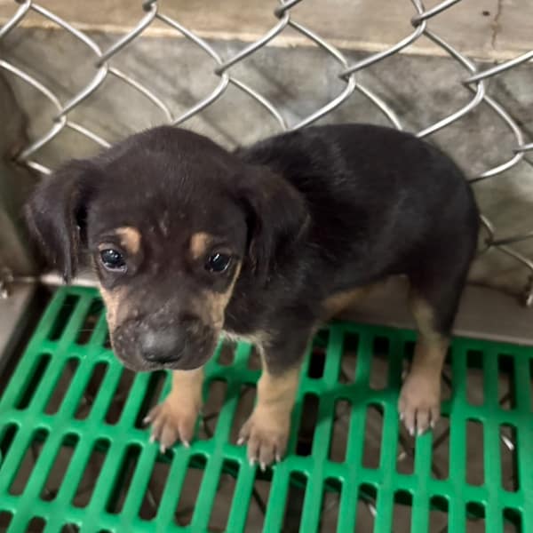 【待認養】混種犬 狗 (女生) - 臺東縣動物收容中心