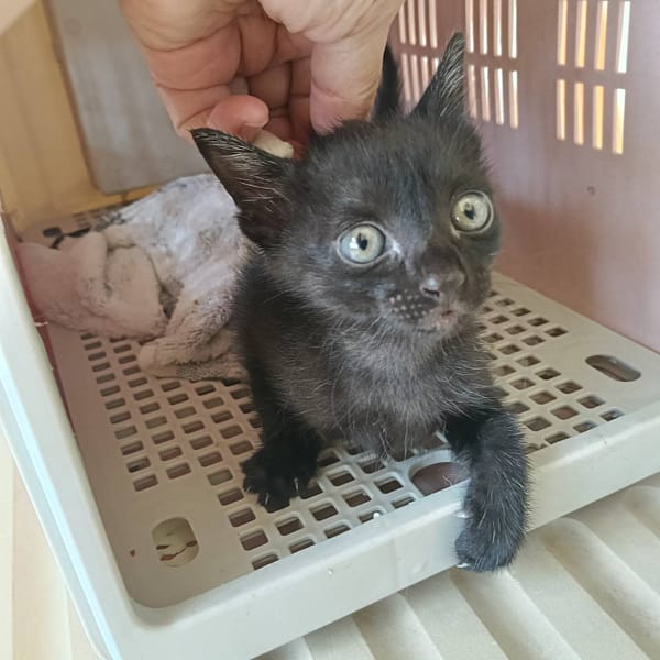 【待認養】混種貓 貓 (女生) - 新竹市動物保護教育園區