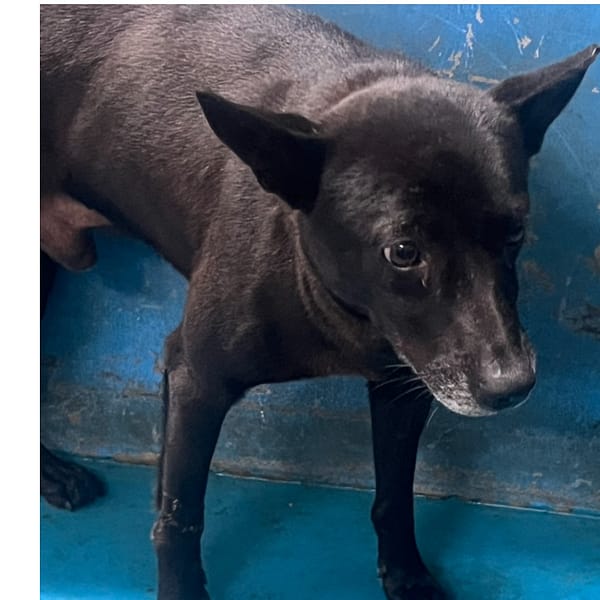 【待認養】混種犬 狗 (男生) - 苗栗縣動物保護教育園區
