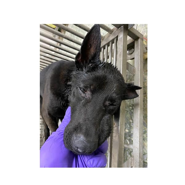 【待認養】混種犬 狗 (男生) - 臺南市動物之家善化站