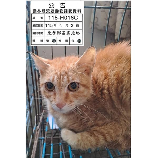 【待認養】混種貓 貓 (女生) - 雲林縣流浪動物收容所