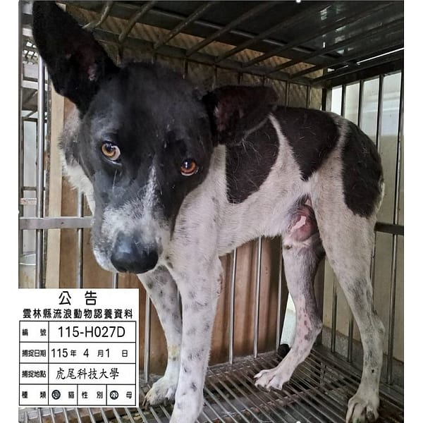 【待認養】混種犬 狗 (男生) - 雲林縣流浪動物收容所