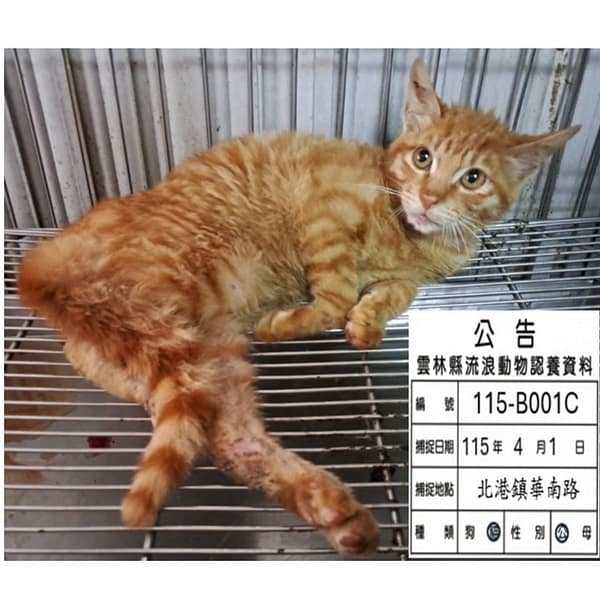【待認養】混種貓 貓 (男生) - 雲林縣流浪動物收容所