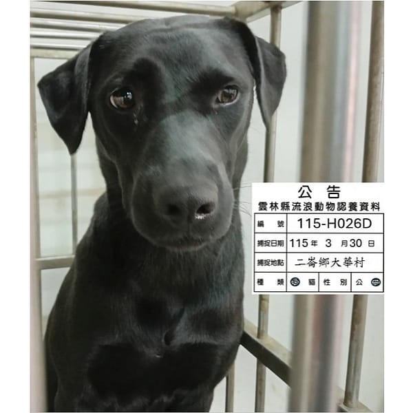 【待認養】混種犬 狗 (女生) - 雲林縣流浪動物收容所