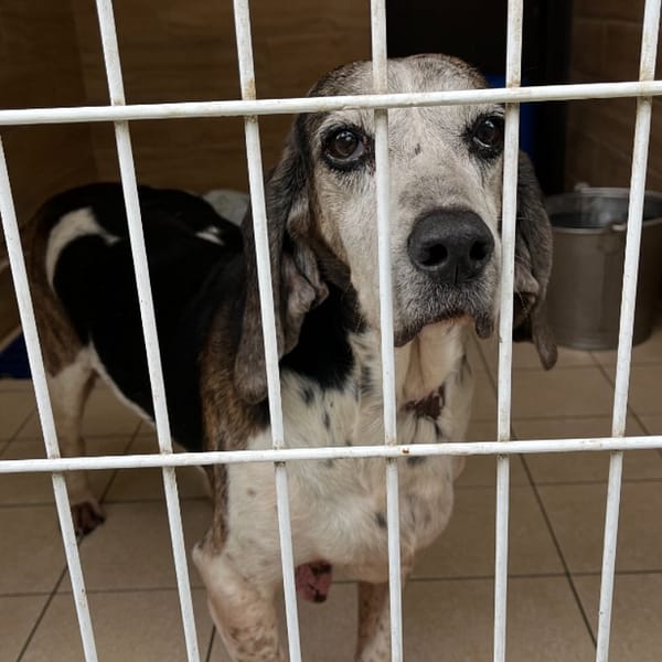 【待認養】巴吉度犬 狗 (女生) - 新北市瑞芳區公立動物之家