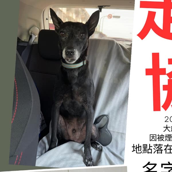 【急尋】混種犬 - 屏東縣高樹鄉北興巷 (黑色)