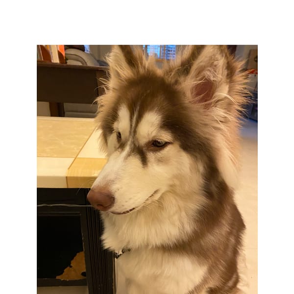 【急尋】哈士奇(西伯利亞雪橇犬) - 桃園市桃園區慈文路266號 (咖啡與白長毛)