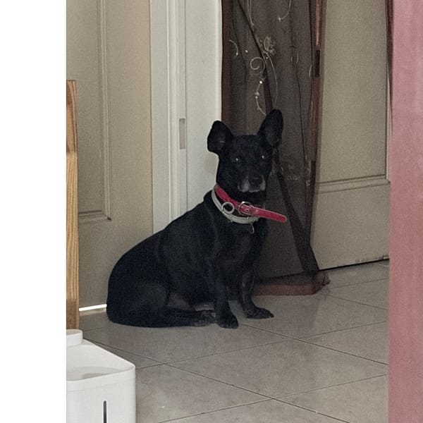 【急尋】混種犬 - 桃園市楊梅區新農街 (黑色)