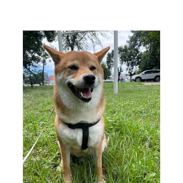 【急尋】柴犬 - 臺南市北區公園北路201號 (黃色參雜黑色)