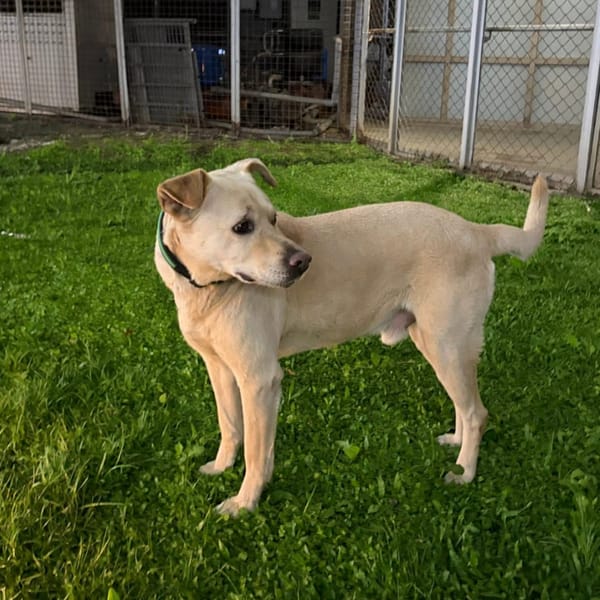 【急尋】混種犬 - 新北市新莊區新泰路、公園一路 (黃)