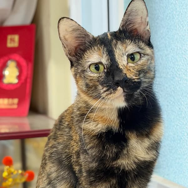 【急尋】混種貓 - 高雄市鼓山區華豐街102巷1號 (玳瑁貓貓)