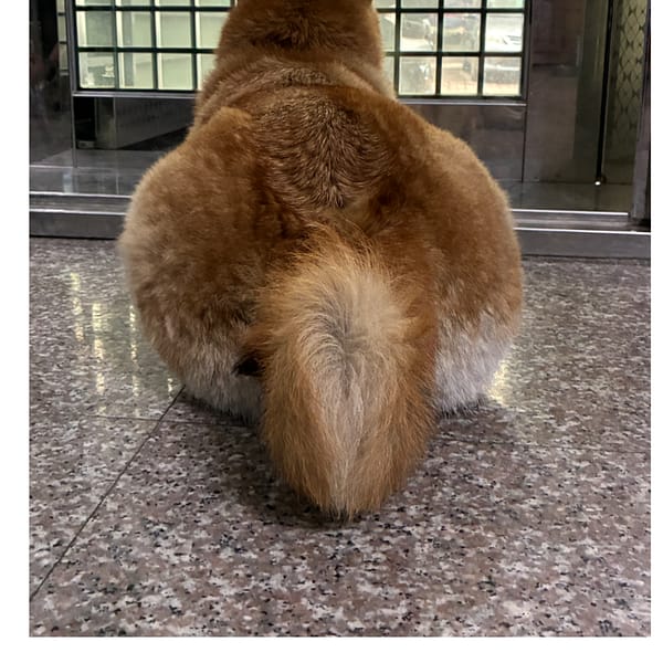 【急尋】柴犬 - 雲林縣麥寮鄉麥寮運動公園 (棕帶點黑)