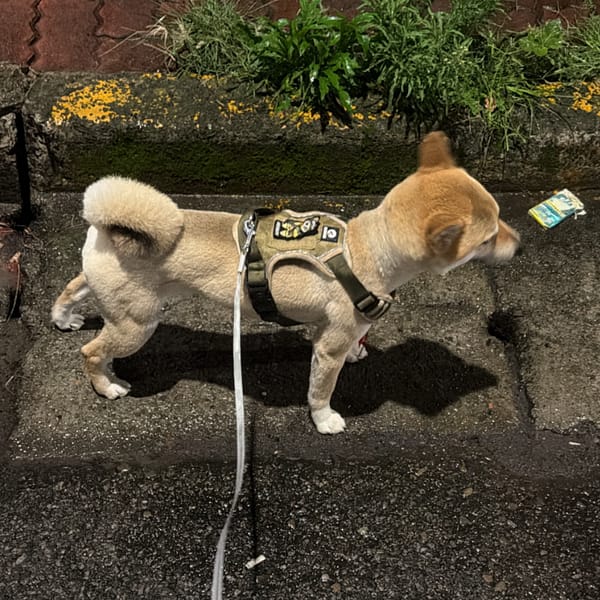 【急尋】柴犬 - 新竹市東區金山七街16號 (赤柴)