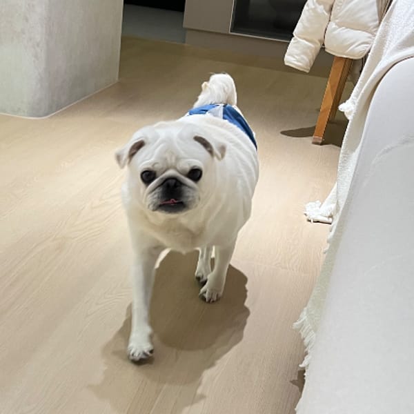 【急尋】巴哥犬 - 高雄市梓官區八德路390號 (白色)