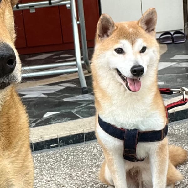 【急尋】柴犬 - 臺南市白河區開明街159號 (黃色柴犬母)