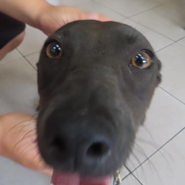 【待認養】混種犬 狗 (女生) - 臺南市動物之家灣裡站