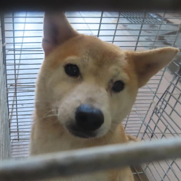 【待認養】柴犬 狗 (女生) - 臺南市動物之家灣裡站