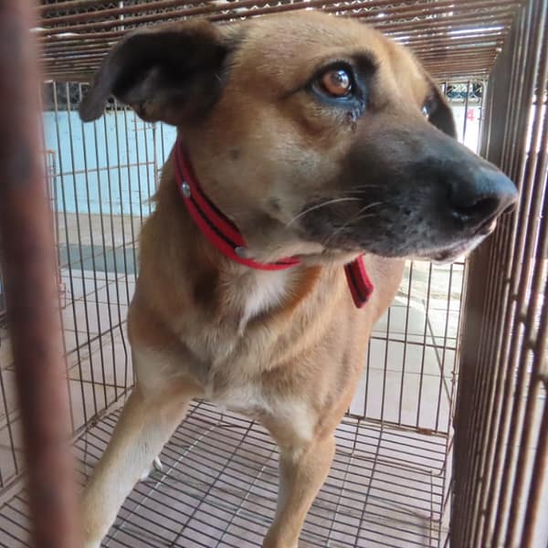 【待認養】混種犬 狗 (男生) - 臺南市動物之家灣裡站