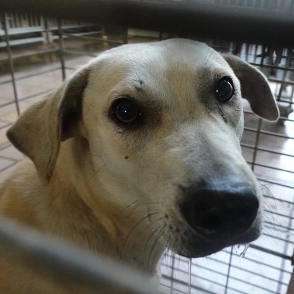 【待認養】混種犬 狗 (女生) - 臺南市動物之家灣裡站
