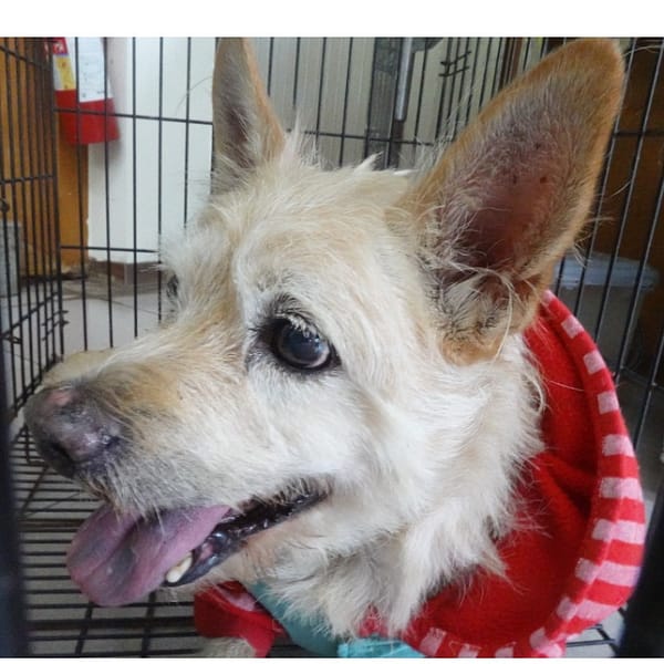 【待認養】混種犬 狗 (男生) - 臺南市動物之家灣裡站