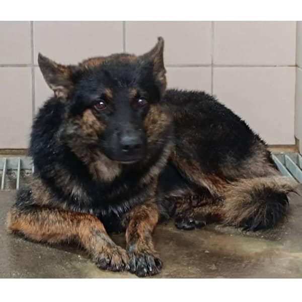 【待認養】混種犬 狗 (男生) - 花蓮縣狗貓躍動園區