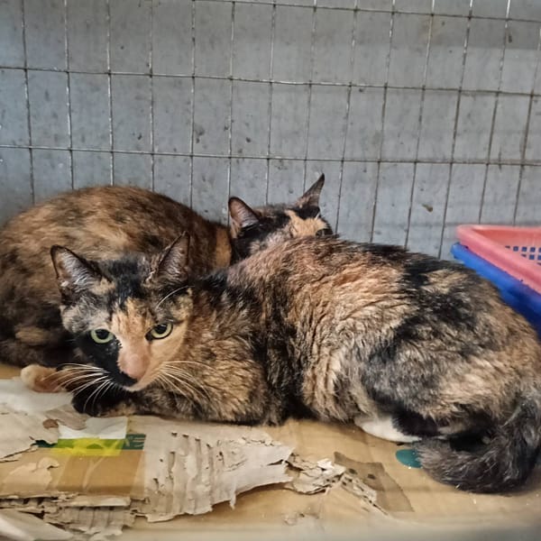【待認養】混種貓 貓 (女生) - 新竹市動物保護教育園區