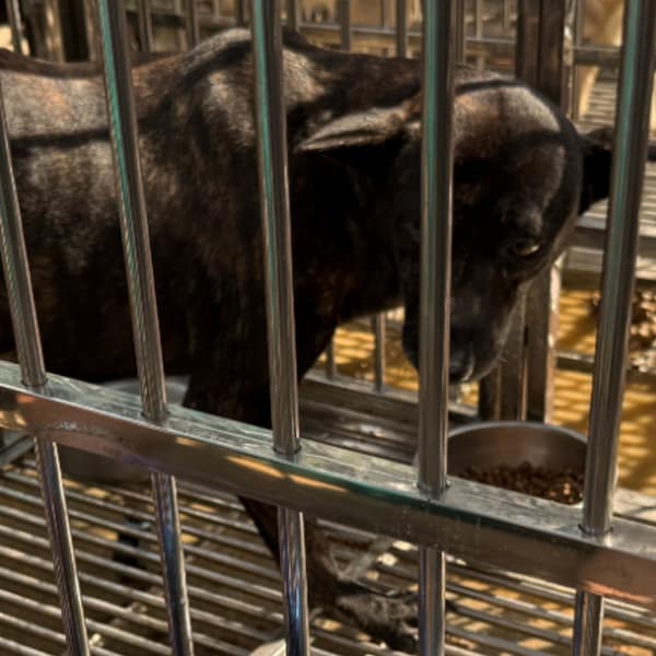 【待認養】混種犬 狗 (男生) - 臺南市動物之家善化站