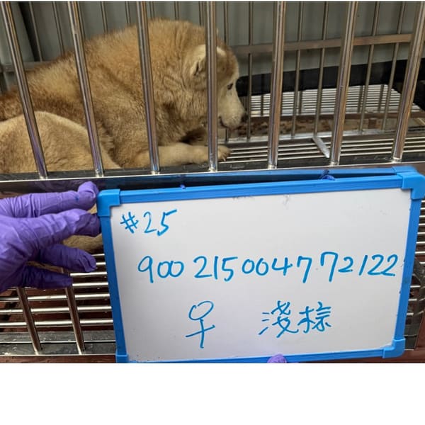【待認養】哈士奇(西伯利亞雪橇犬) 狗 (女生) - 臺南市動物之家善化站