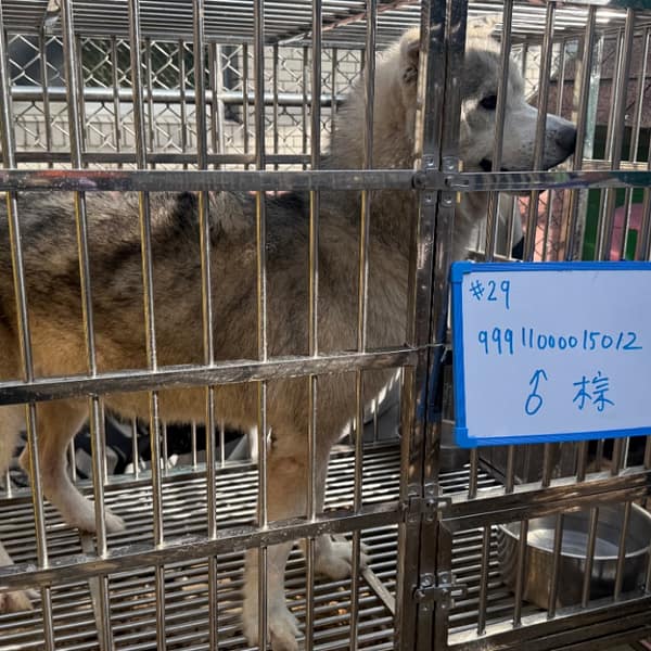 【待認養】哈士奇(西伯利亞雪橇犬) 狗 (男生) - 臺南市動物之家善化站