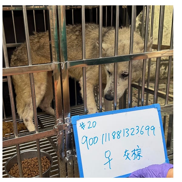 【待認養】哈士奇(西伯利亞雪橇犬) 狗 (女生) - 臺南市動物之家善化站