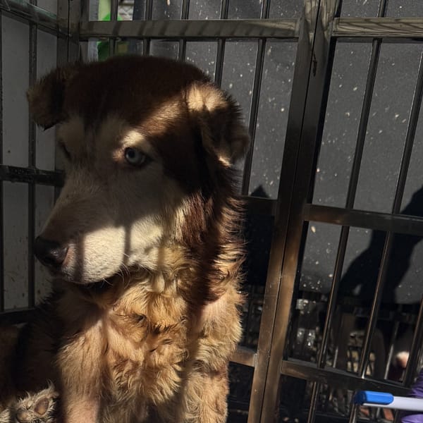 【待認養】哈士奇(西伯利亞雪橇犬) 狗 (女生) - 臺南市動物之家善化站