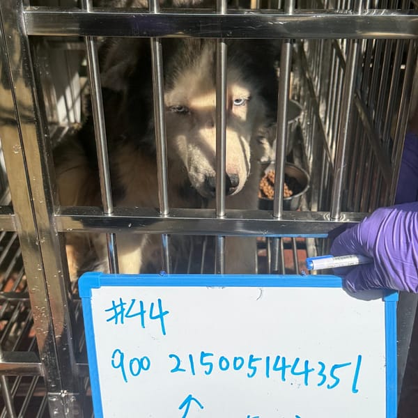 【待認養】哈士奇(西伯利亞雪橇犬) 狗 (男生) - 臺南市動物之家善化站