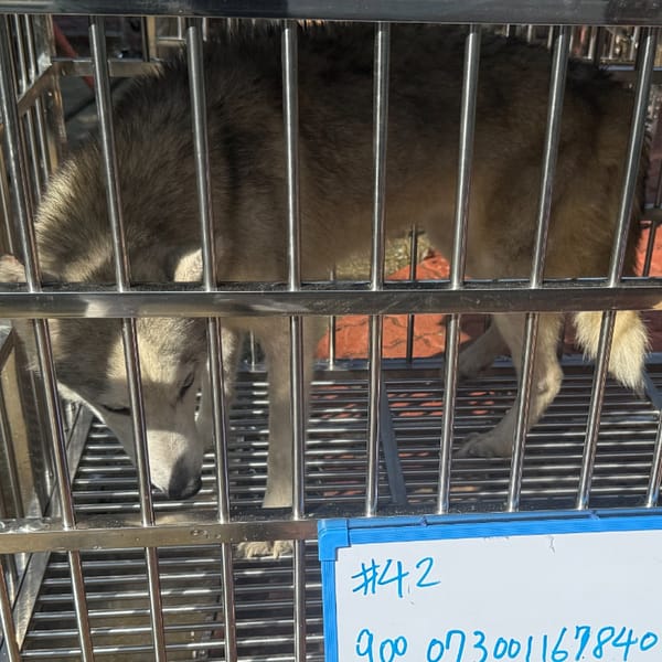 【待認養】哈士奇(西伯利亞雪橇犬) 狗 (女生) - 臺南市動物之家善化站