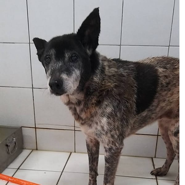 【待認養】混種犬 狗 (女生) - 新北市八里區公立動物之家