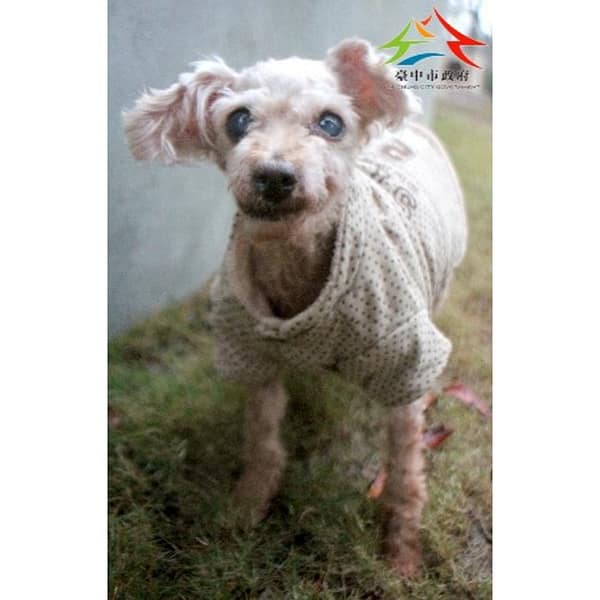 【待認養】混種犬 狗 (女生) - 臺中市動物之家后里園區
