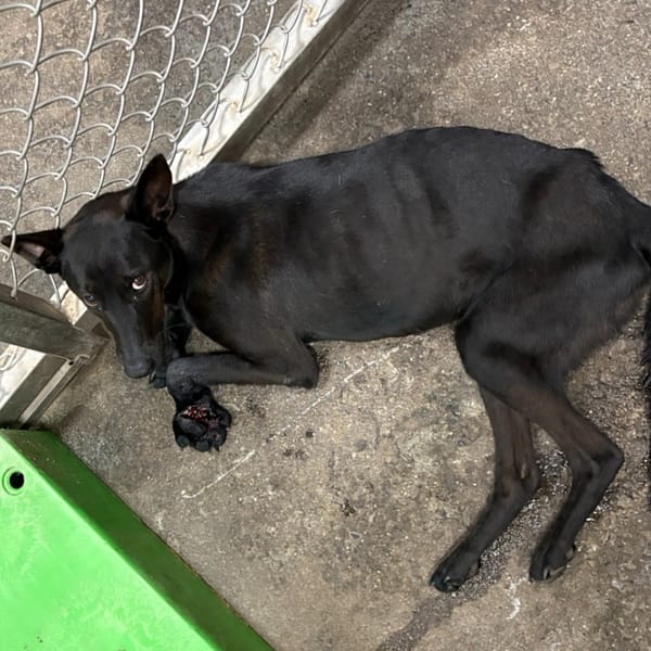 【待認養】混種犬 狗 (女生) - 臺東縣動物收容中心