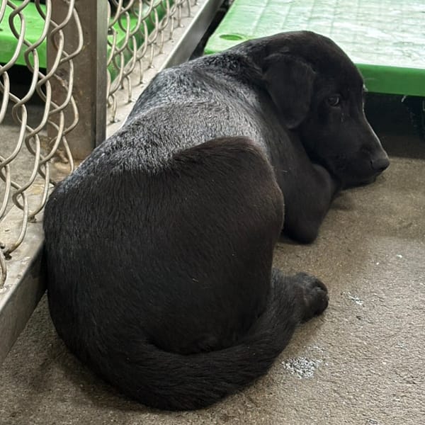 【待認養】混種犬 狗 (女生) - 臺東縣動物收容中心
