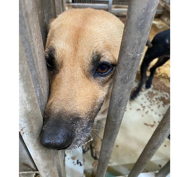 【待認養】混種犬 狗 (女生) - 臺南市動物之家善化站