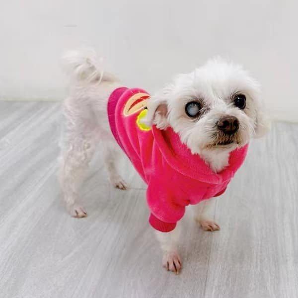 【急尋】瑪爾濟斯犬 - 基隆市安樂區基金一路208巷19號 (白色)