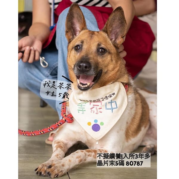 【待認養】混種犬 狗 (女生) - 新北市新店區公立動物之家