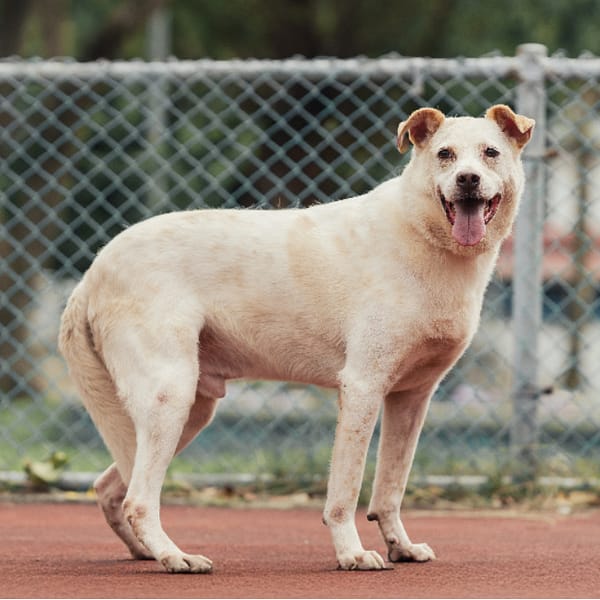 【待認養】混種犬 狗 (男生) - 新北市板橋區公立動物之家
