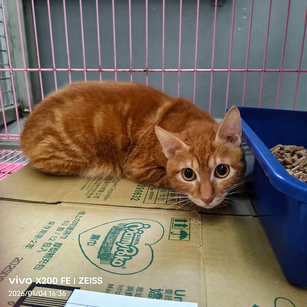 【待認養】混種貓 貓 (男生) - 新北市三芝區公立動物之家
