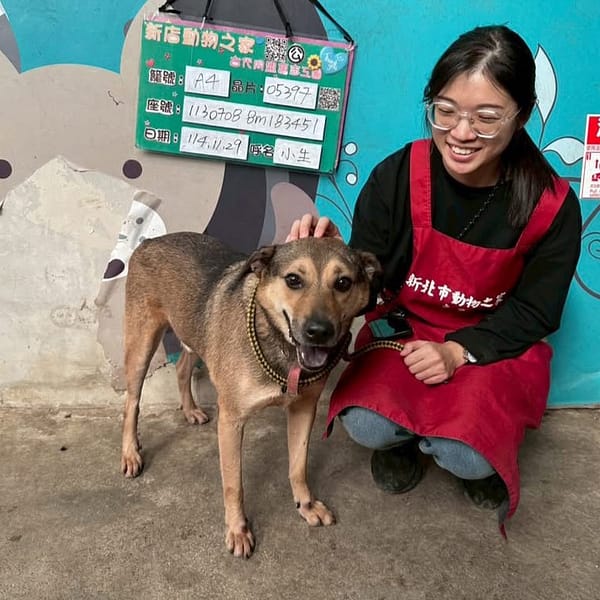【待認養】混種犬 狗 (男生) - 新北市新店區公立動物之家