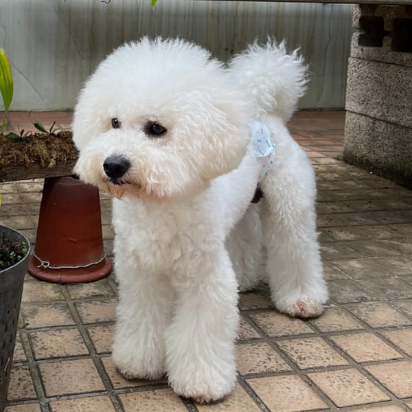 【急尋】比熊犬 - 新竹縣竹北市蓮花路 (白)