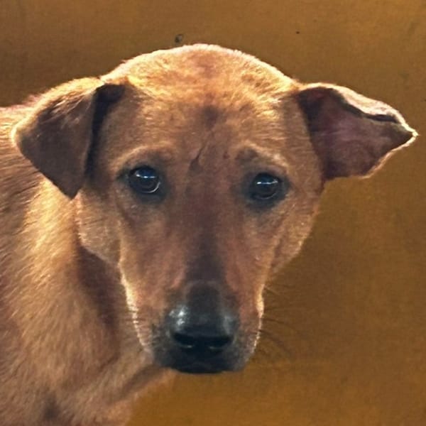 【待認養】混種犬 狗 (男生) - 澎湖縣流浪動物收容中心