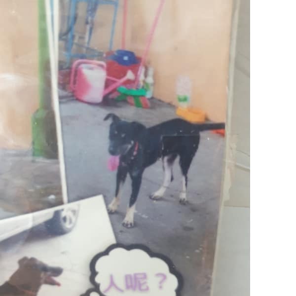 【急尋】混種犬 - 高雄市林園區港埔二路 (黑色)