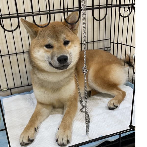 【急尋】柴犬 - 南投縣名間鄉彰南路256號 (黃色)