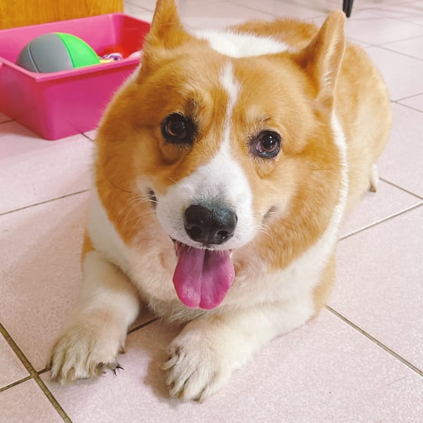 【急尋】威爾斯柯基犬 - 澎湖縣湖西鄉城北村1鄰大城北5之25號 (黃白色)
