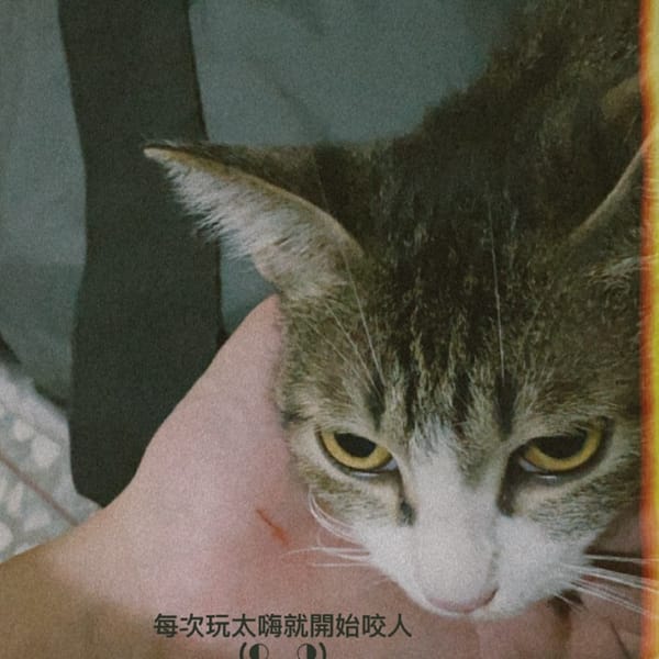 【急尋】混種貓 - 南投縣南投市彰南路二段575巷11號 (白底虎斑)